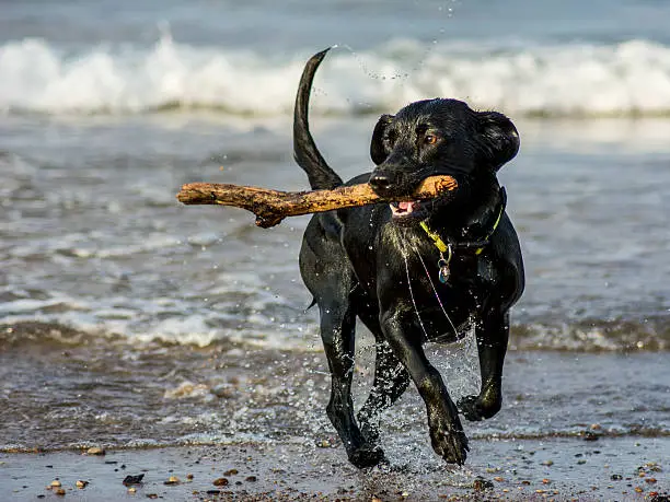 Black Labrador dog fetching stick from the sea