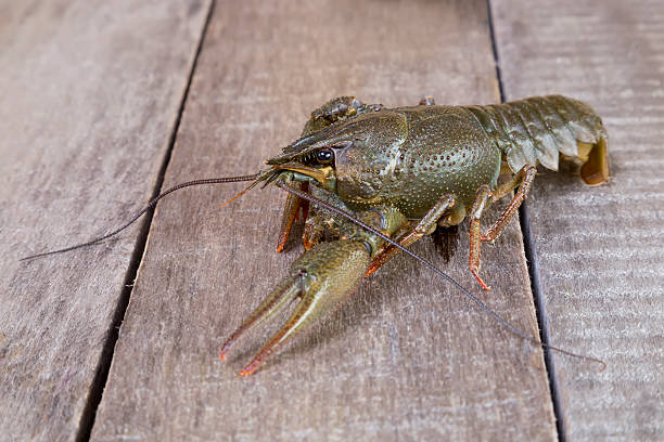 istock Green crayfish on a wooden surface 508885527