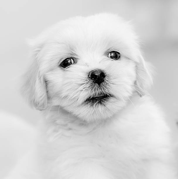 Lhasa Apso puppy resting stock photo