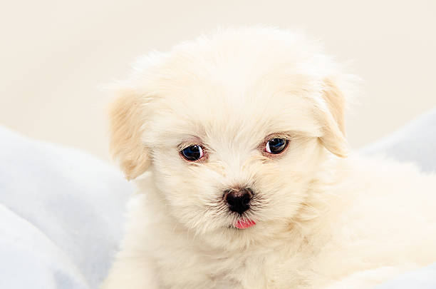 Lhasa Apso puppy resting stock photo