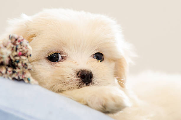 istock Lhasa Apso puppy resting 508885611