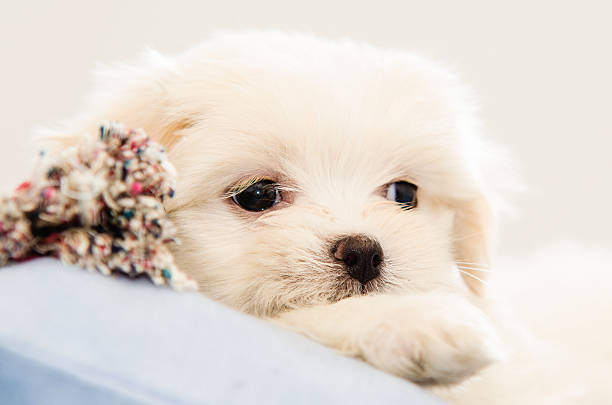 istock Lhasa Apso puppy resting 508885615