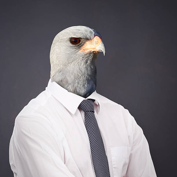 Always stay on top of the business food chain Studio portrait of a businessperson with an eagle head hawk bird photos stock pictures, royalty-free photos & images