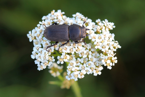Lesser stag beetle (Dorcus parallelipipedus) on yarrows flowers. Close up