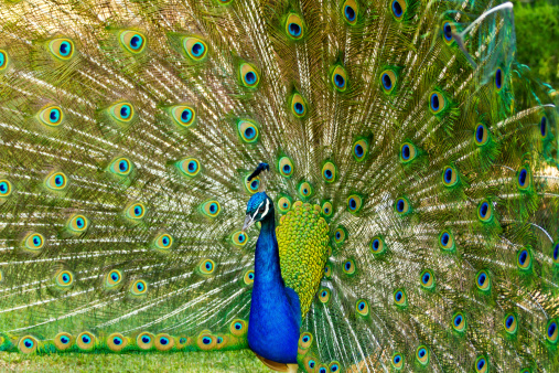 Close view of a blue peacock in a farm at sunset. Taken outdoors in a warm summer afternoon under a clear blue sky