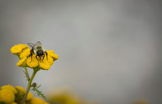 bumble bee sitting on yellow flower, Yarrow, grey background out of focus and space for text