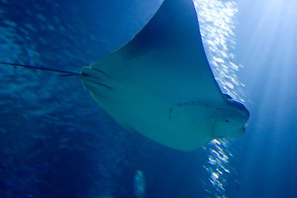 istock Underwater Scene with sun rays and sea ray 508887225