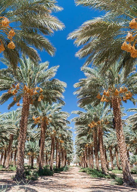 istock Palm trees in a date plantation 508887471
