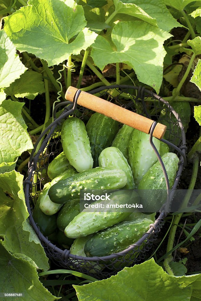 Cucumbers in the garden Cucumbers with leaves in basket Agriculture Stock Photo