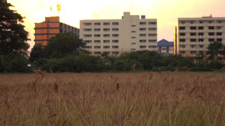 meadow summer with sunlight sunset sky in the city