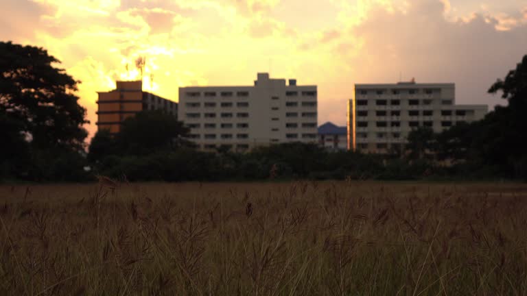 meadow summer with sunlight sunset sky in the city