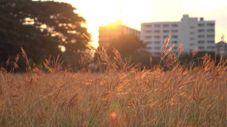 meadow summer with sunlight sunset sky in the city