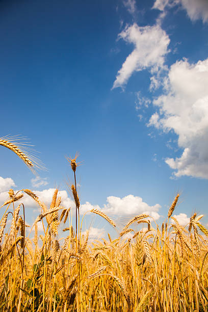 istock Beautiful wheat field with blue sky and white clouds 508896124