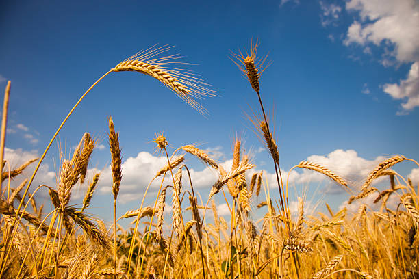 istock Beautiful wheat field with blue sky and white clouds 508896628