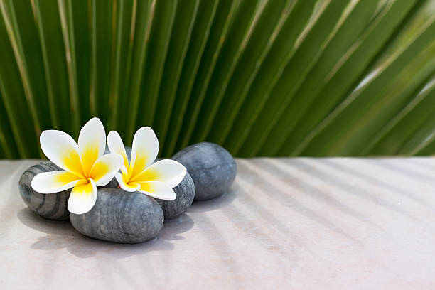 istock Plumeria flower and stones on palm background 508897552