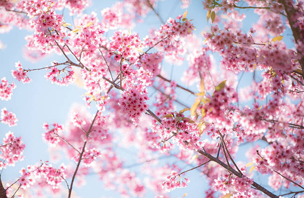 Cherry Blossom Or Sakura Flower With Blue Sky Stock Photo