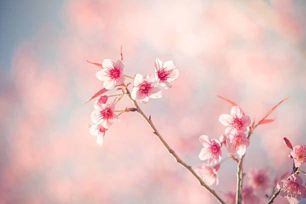 istock Vintage fillter of Sakura cherry blossom 508899672