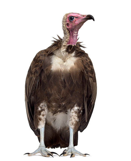 istock Hooded vulture - Necrosyrtes monachus (11 years old) 508900082