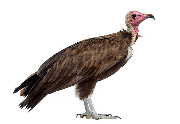 istock Hooded vulture - Necrosyrtes monachus (11 years old) 508900786