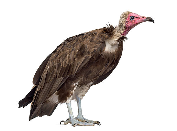 istock Hooded vulture - Necrosyrtes monachus (11 years old) 508900878