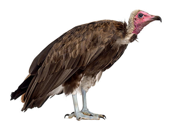 istock Hooded vulture - Necrosyrtes monachus (11 years old) 508900960