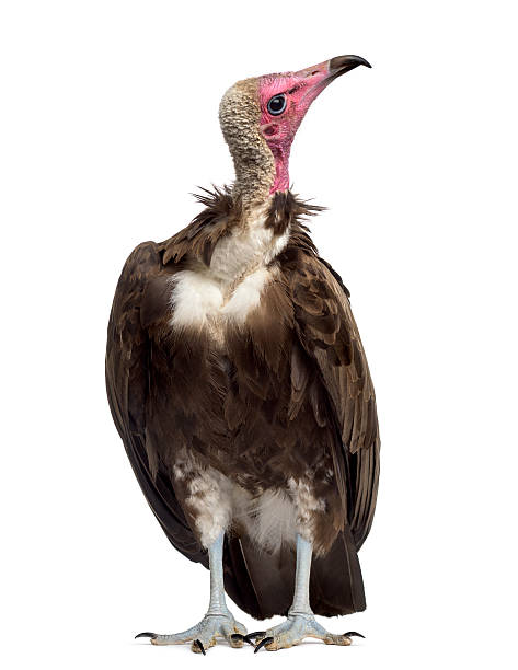 istock Hooded vulture - Necrosyrtes monachus (11 years old) 508901500