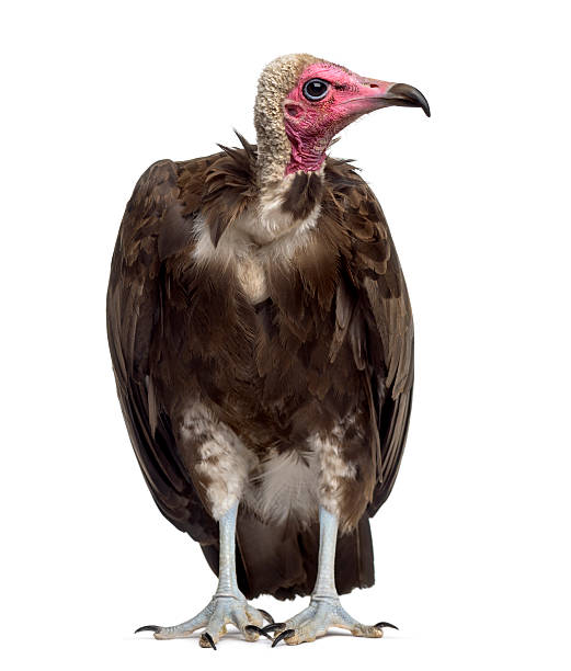 istock Hooded vulture - Necrosyrtes monachus (11 years old) 508901570