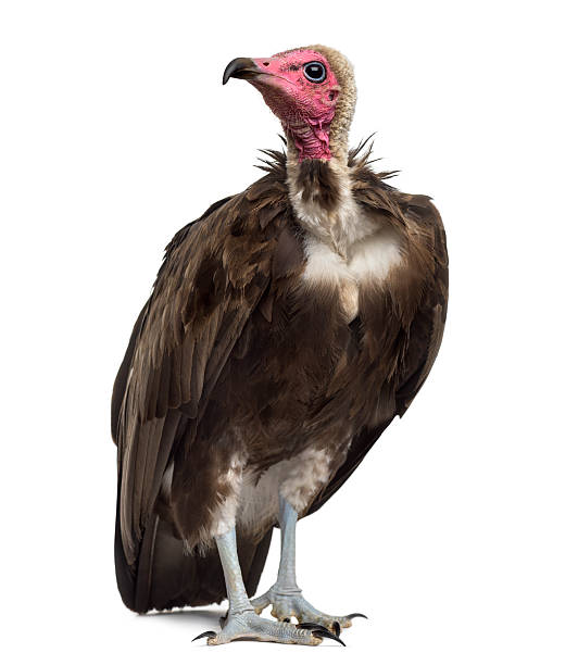 istock Hooded vulture - Necrosyrtes monachus (11 years old) 508901648