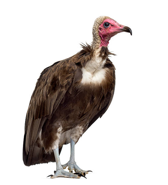 istock Hooded vulture - Necrosyrtes monachus (11 years old) 508901712