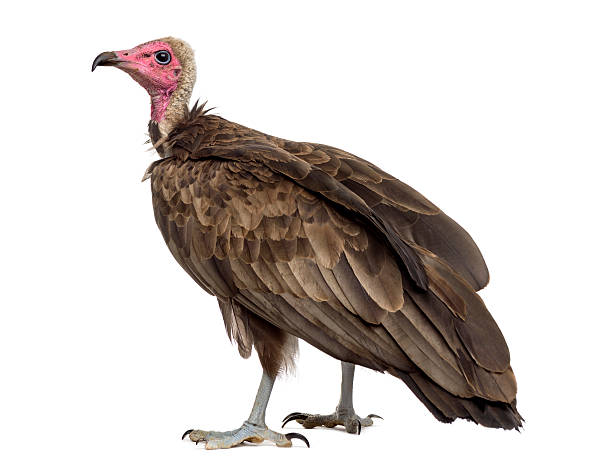 istock Hooded vulture - Necrosyrtes monachus (11 years old) 508901806