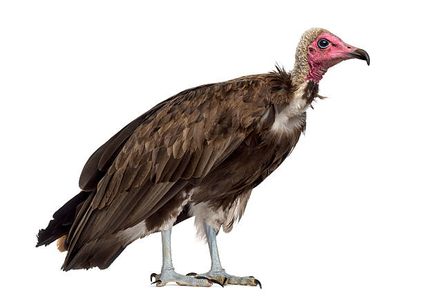 istock Hooded vulture - Necrosyrtes monachus (11 years old) 508901908