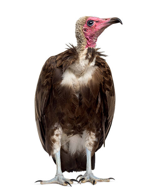 istock Hooded vulture - Necrosyrtes monachus (11 years old) 508902002