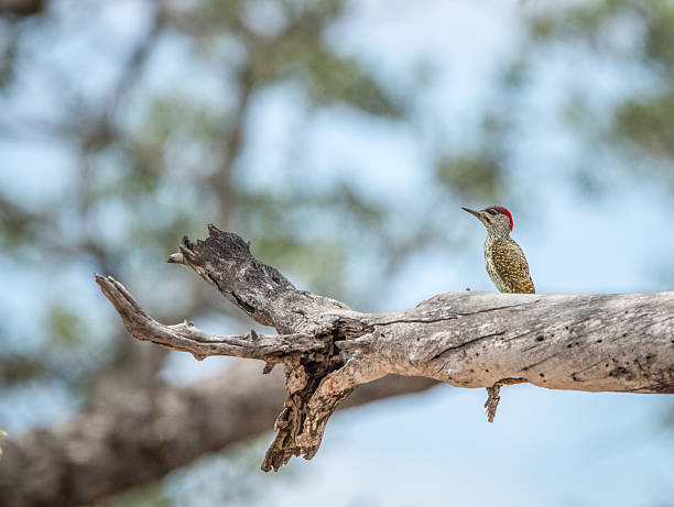 Golden-Tailed Woodpecker on a branch in the Kruger National Park.