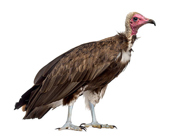 istock Hooded vulture - Necrosyrtes monachus (11 years old) 508902060