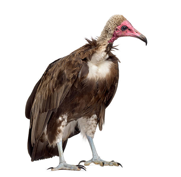 istock Hooded vulture - Necrosyrtes monachus (11 years old) 508902132