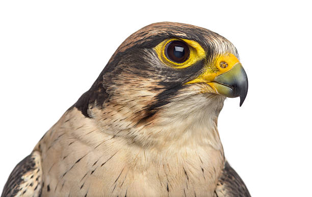 istock Lanner falcon - Falco biarmicus (7 years old) 508902356