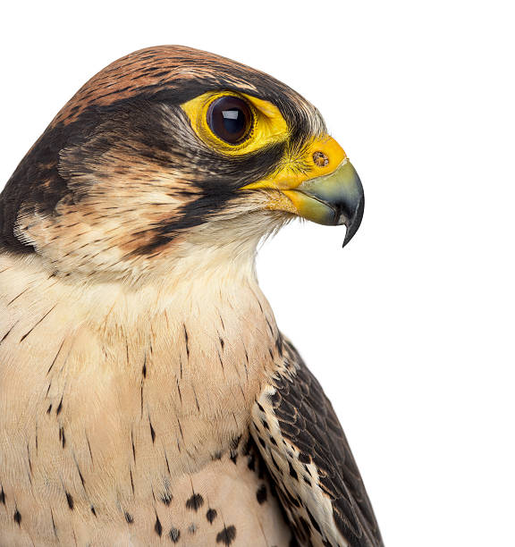istock Lanner falcon - Falco biarmicus (7 years old) 508902504