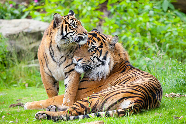 istock two tigers together, cuddling and playing 508902554