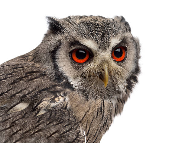 istock Northern white-faced owl - Ptilopsis leucotis (1 year old) 508902926
