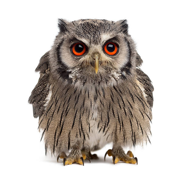 istock Northern white-faced owl - Ptilopsis leucotis (1 year old) 508903614