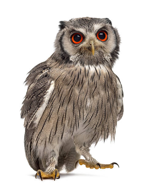 istock Northern white-faced owl - Ptilopsis leucotis (1 year old) 508903746