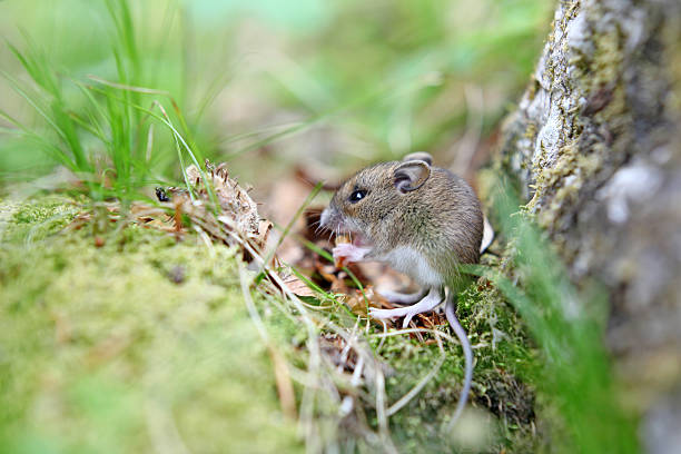 istock Cute wood mouse sitting on hind legs 508903750