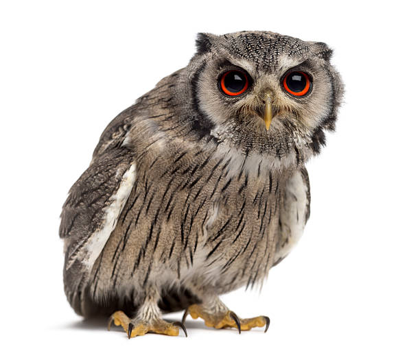 istock Northern white-faced owl - Ptilopsis leucotis (1 year old) 508904004