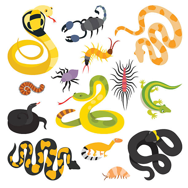 ilustraciones, imágenes clip art, dibujos animados e iconos de stock de vector de plano serpientes y otros animales colección aislado sobre el peligro - animals in the wild white background animal black and white