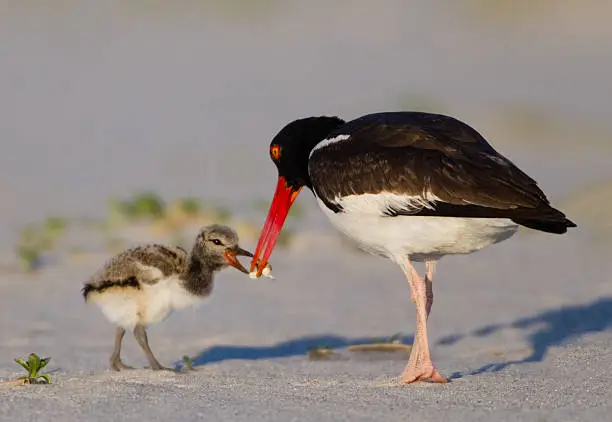 American Oyster Catcher Feeding Chick  
