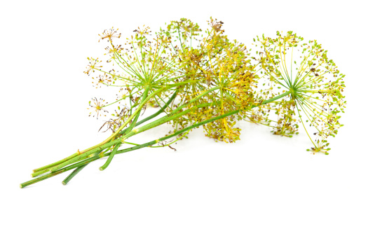 dill flower isolated on white