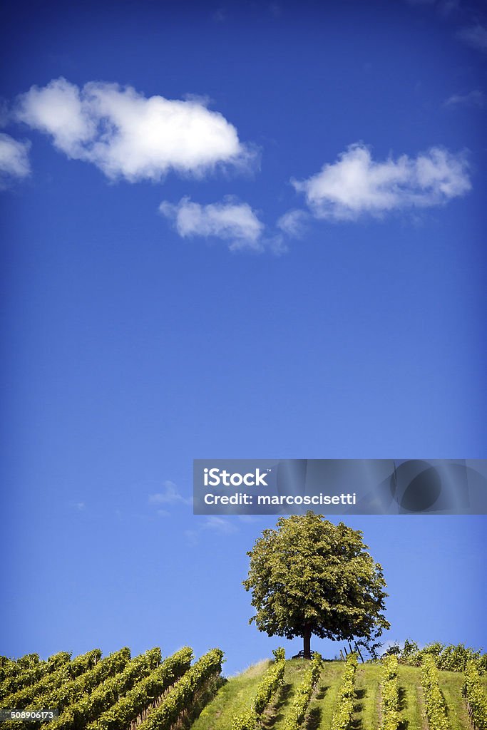 Nature Photography: Summer Landscape Tree on the horizon, on a bright summers day Beauty In Nature Stock Photo