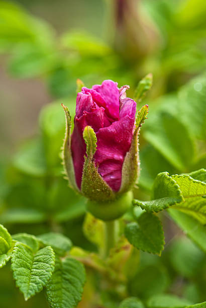 istock bud of wild rose 508906179