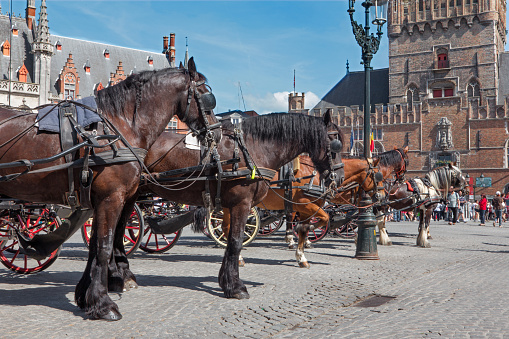 Bruges, Belgium - June 12, 2014: The Carriage on the Grote Markt and Belfort van Brugge in background with the tourists.
