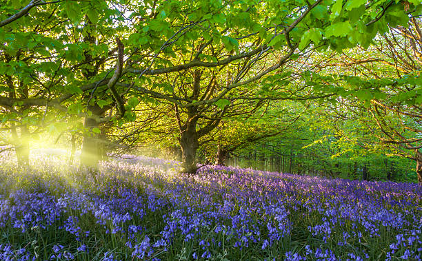 Sunburst through trees illuminating bluebells